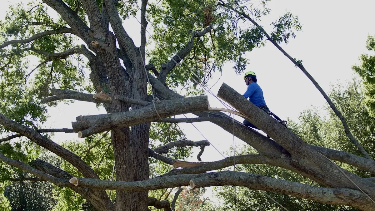 Professional Crown Thinning performed by certified arborists in Prague